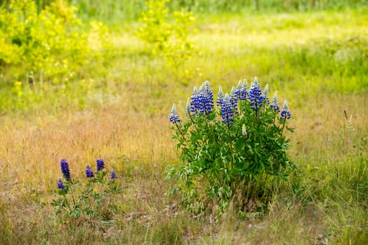 Blue lupine flowers in the field, summer june background. Blooming lupine flowers. A field of lupines. Violet spring and summer flowers.