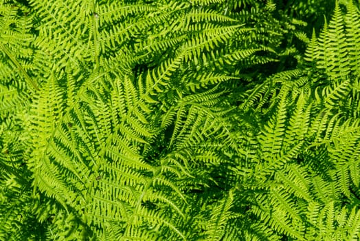 Natural fern leaf cover closeup photo. Tropical greenery top view. Fern leaf pattern. Green foliage with green fern leaf. Summer greenery background photo. Exotic plant in garden banner template