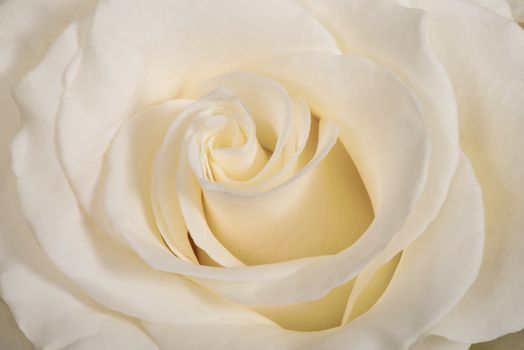 White rose flower macro close-up background or texture