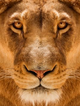 Lioness Close-up portrait, face of a female lion Panthera leo.