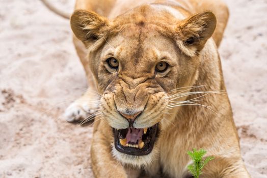 Lioness Close-up portrait, face of a female lion Panthera leo.