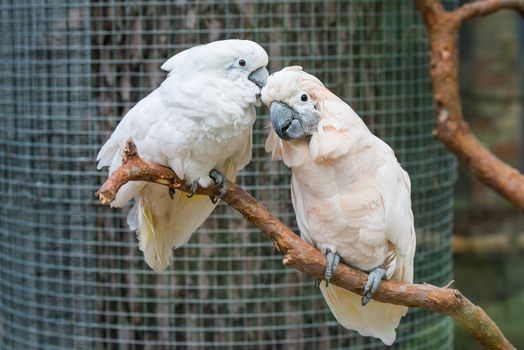 Two lovers White cockatoos parrot sitting on a branch and cooing. Lovely couple of cockatoos.