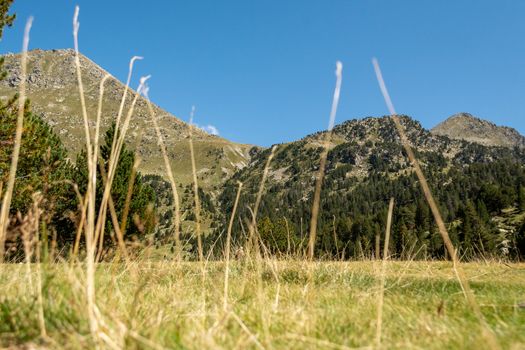 low angle view of agricultural field in the mountains, grass pasture in the foreground, hills in the background.