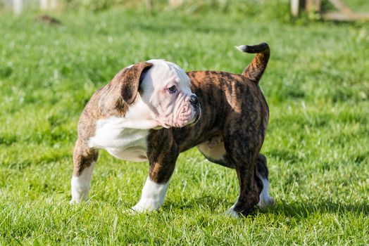 Brindle coat American Bulldog puppy dog is running on green grass