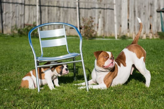 Funny American Bulldog puppy with mother are playing with love on nature.