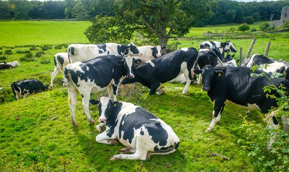 Holstien cows sitting and standing in a sunny green field