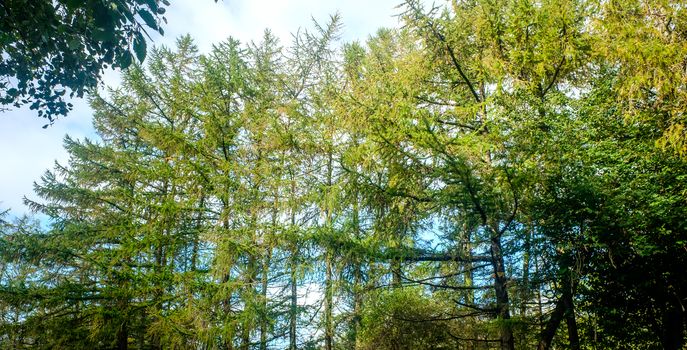 Treetop green foliage. Outdoor nature park landscape background. Sun in the sky in summer. Sunny environment.