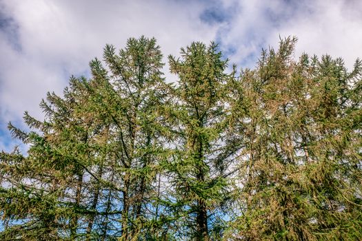 Treetop green foliage. Outdoor nature park landscape background. Sun in the sky in summer. Sunny environment.