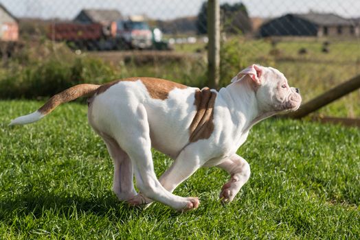 Funny nice red American Bulldog puppy dog in move on nature on green grass.