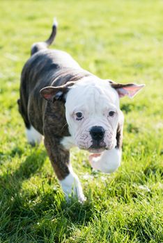 Funny Brindle coat American Bulldog puppy dog in move on nature on green grass.