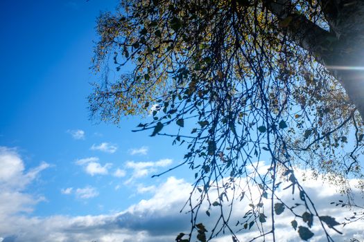 green leaves from the trees under a bright blue sky, leaf canopy