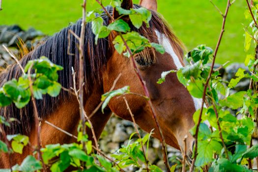 Brown horse's head behind a hedge