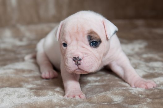 Funny small American Bulldog puppy on light background