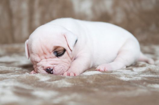 Funny small American Bulldog puppy dog on light background. The puppy is sleeping