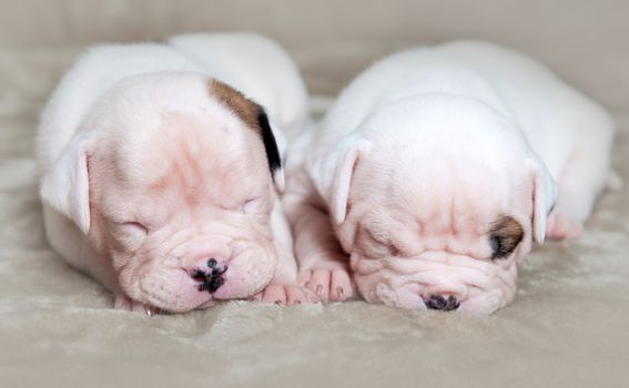 Two funny small American Bulldog puppies dogs on light background. The puppies are sleeping