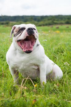 White American Bulldog dog on the field on green grass. American bulldog is a stocky, well built with a large head and a muscular build.