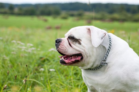 White American Bulldog dog on the field on green grass. American bulldog is a stocky, well built with a large head and a muscular build.