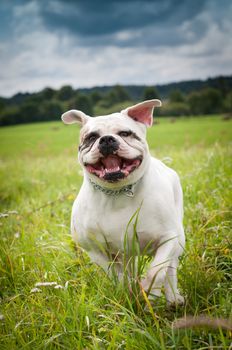 American Bulldog dog is running on the green grass. American bulldog is a stocky, well built with a large head and a muscular build.