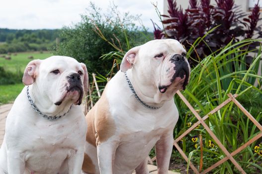 Two female and male American Bulldog dog on the yard of the house. The American bulldog is a stocky, well built, strong-looking dog, with a large head and a muscular build.