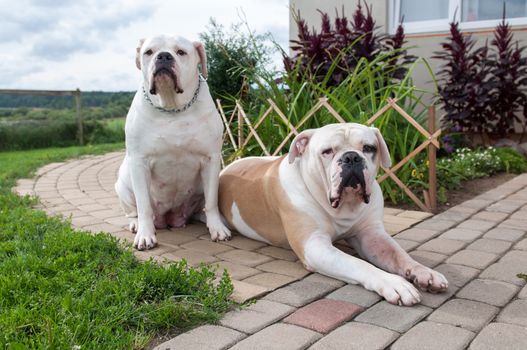 Two female and male American Bulldog dog on the yard of the house. The American bulldog is a stocky, well built, strong-looking dog, with a large head and a muscular build.