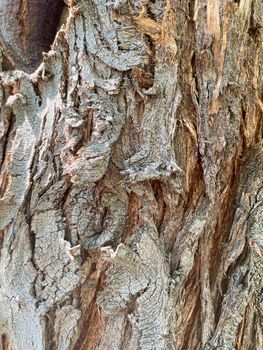 Closeup of tree trunk, wood texture, old tree bark texture