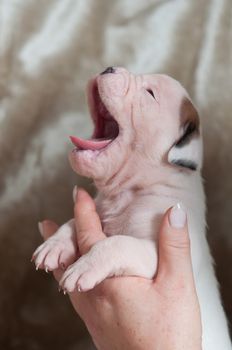 Small American Bulldog puppy on hands on light background