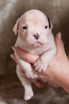 Small American Bulldog puppy on hands on light background