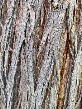 Closeup of tree trunk, wood texture, old tree bark texture