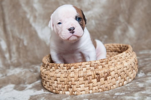 Funny small American Bulldog puppy on light background in the basket