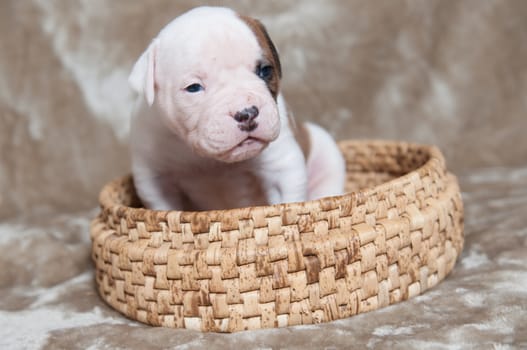 Funny small American Bulldog puppy on light background in the basket
