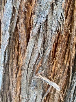 Closeup of tree trunk, wood texture, old tree bark texture