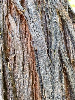 Closeup of tree trunk, wood texture, old tree bark texture