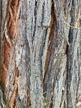 Closeup of tree trunk, wood texture, old tree bark texture