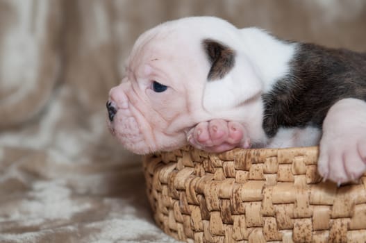 Funny small brindle American Bulldog puppy on light background in the basket