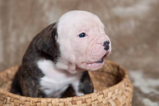 Funny small brindle American Bulldog puppy on light background in the basket