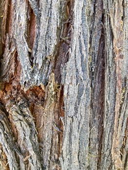 Closeup of tree trunk, wood texture, old tree bark texture