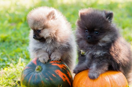 two funny pomeranian dogs and pumpkin, halloween background