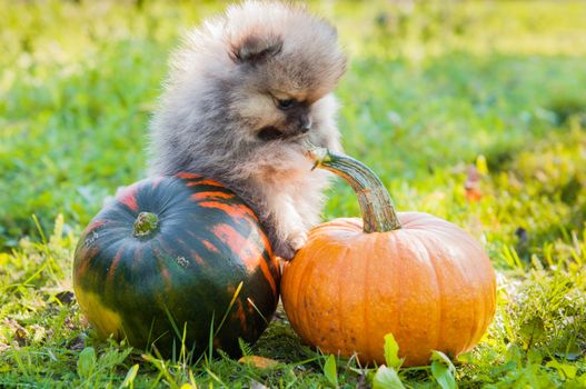 Funny pomeranian dog puppy and pumpkin, halloween background