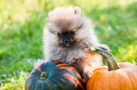 Funny pomeranian dog puppy and pumpkin, halloween background