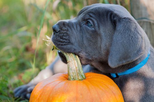 funny Great Dane dog puppy and pumpkin