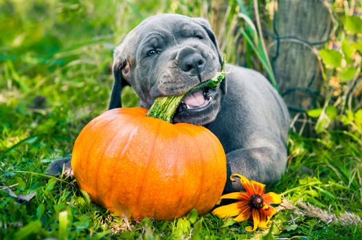 funny Great Dane dog puppy and pumpkin