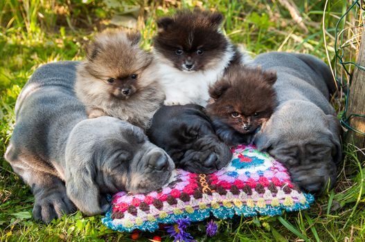 Three Gray and Black Great Dane dogs and three Pomeranian Spitz puppies are sleeping