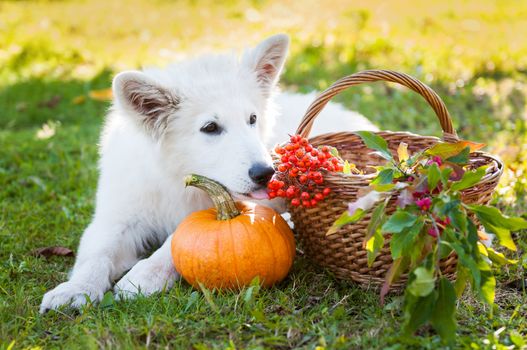 Funny white sheepdog puppy dog and pumpkin