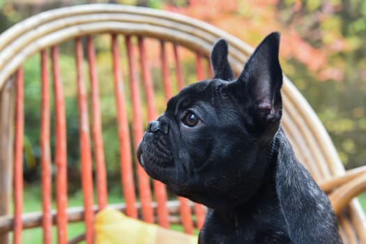 Funny black French bulldog puppy dog close up on chair on autumn background