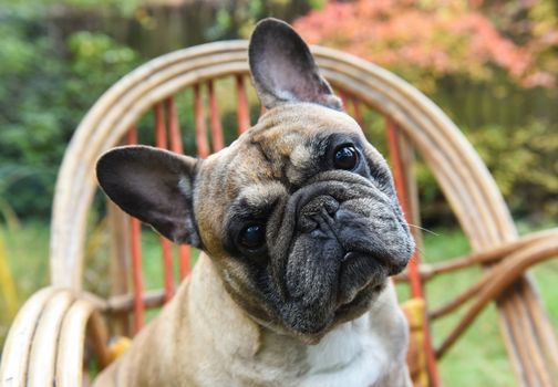 Funny French bulldog puppy dog close up on chair on autumn background