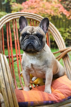 Funny French bulldog puppy dog close up on chair on autumn background