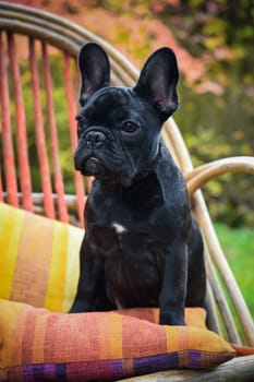 Funny black French bulldog puppy dog close up on chair on autumn background