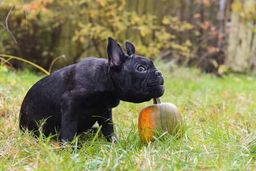 Funny black young French bulldog dog and pumpkin on halloween