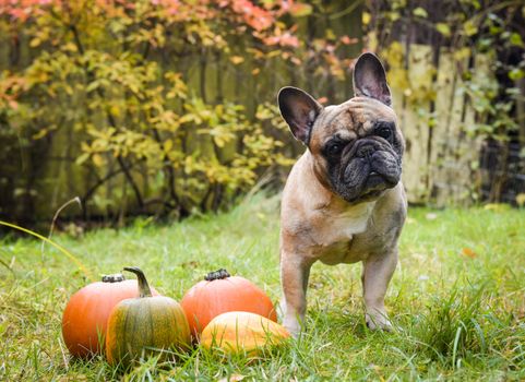 Funny light French bulldog dog and pumpkin on halloween