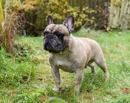 French bulldog dog on autumn background.